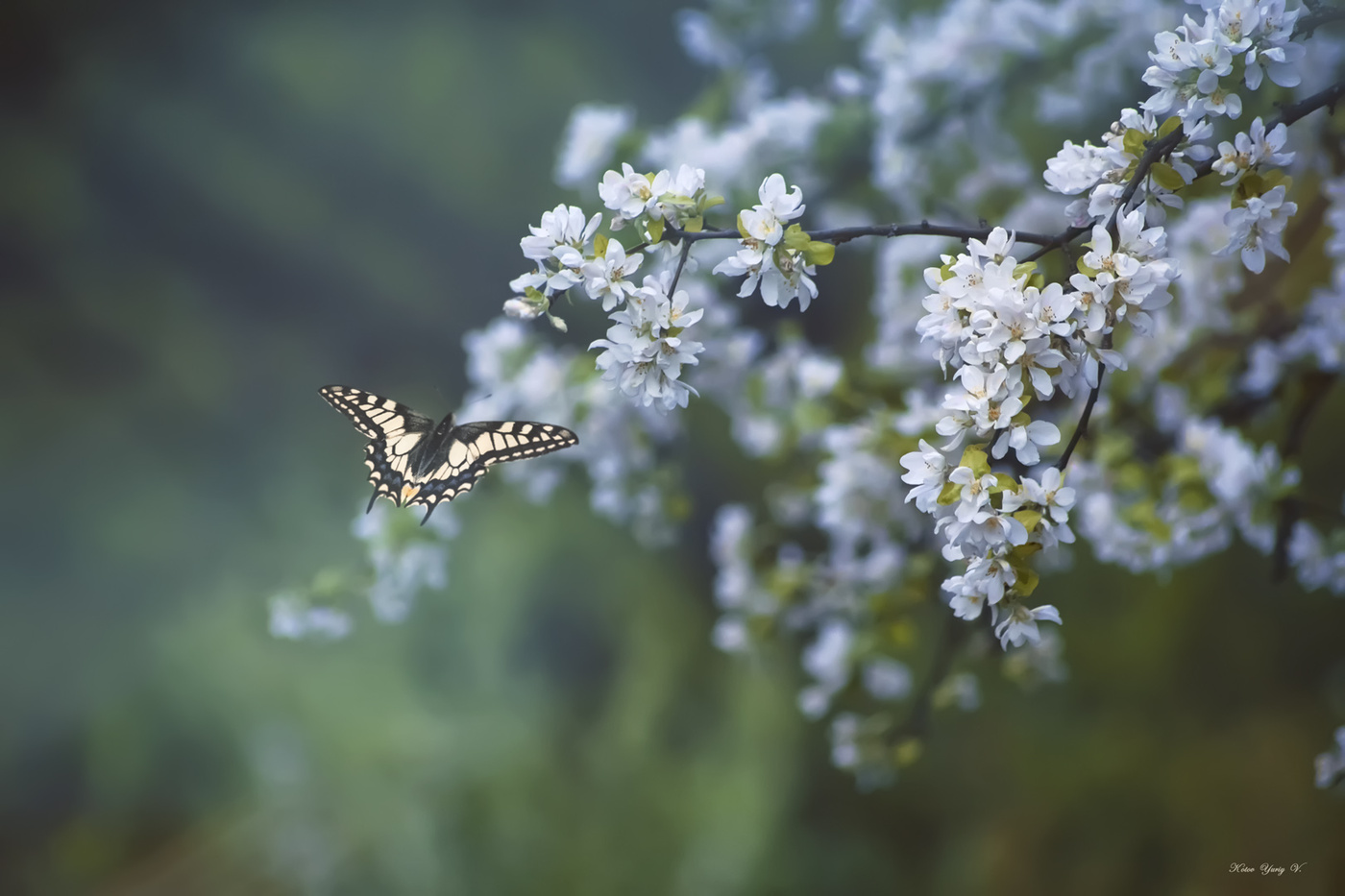 Der Duft des Frühlings