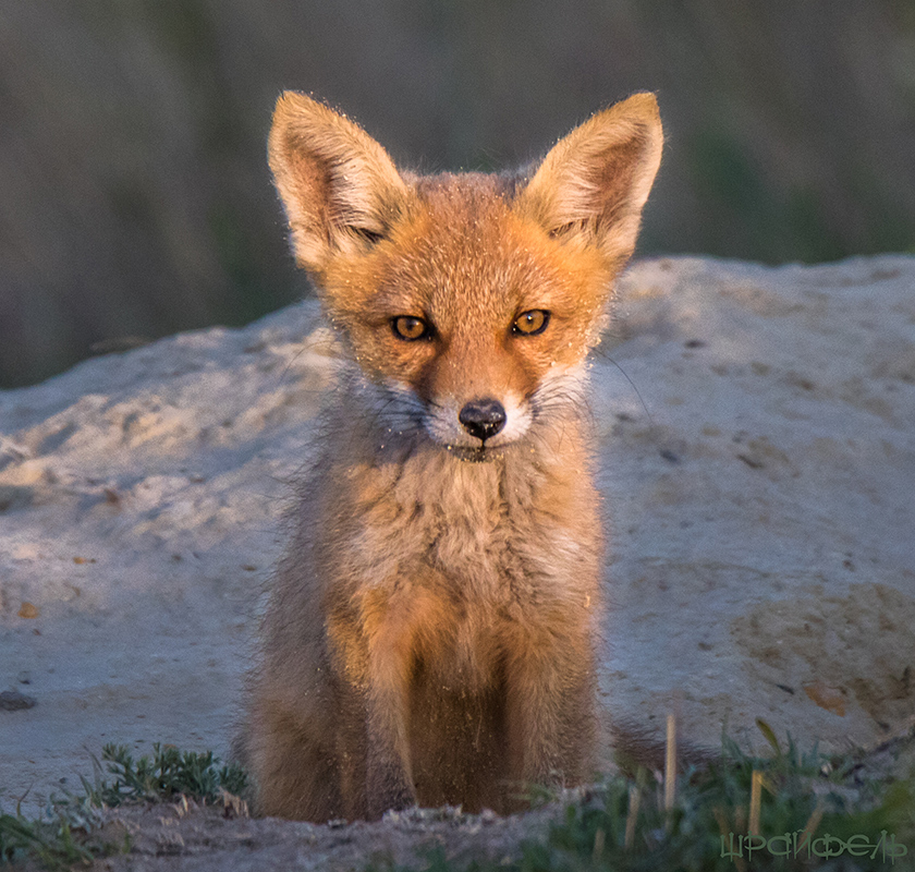 In den letzten Strahlen