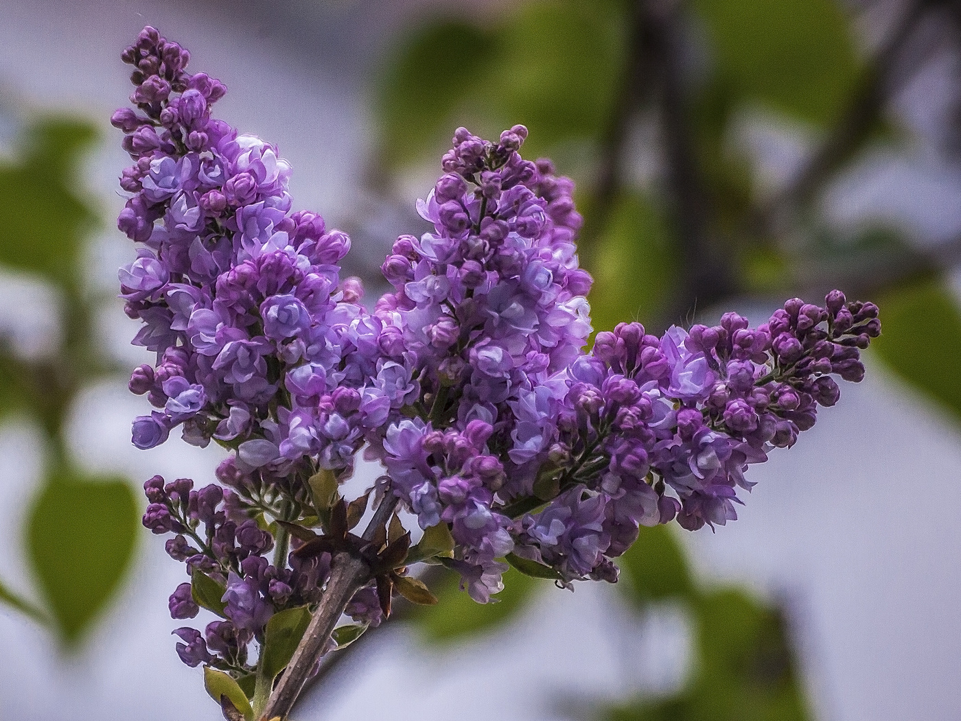 Der Geruch von Flieder