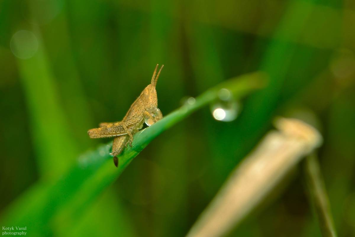 Ich möchte, um zu trinken