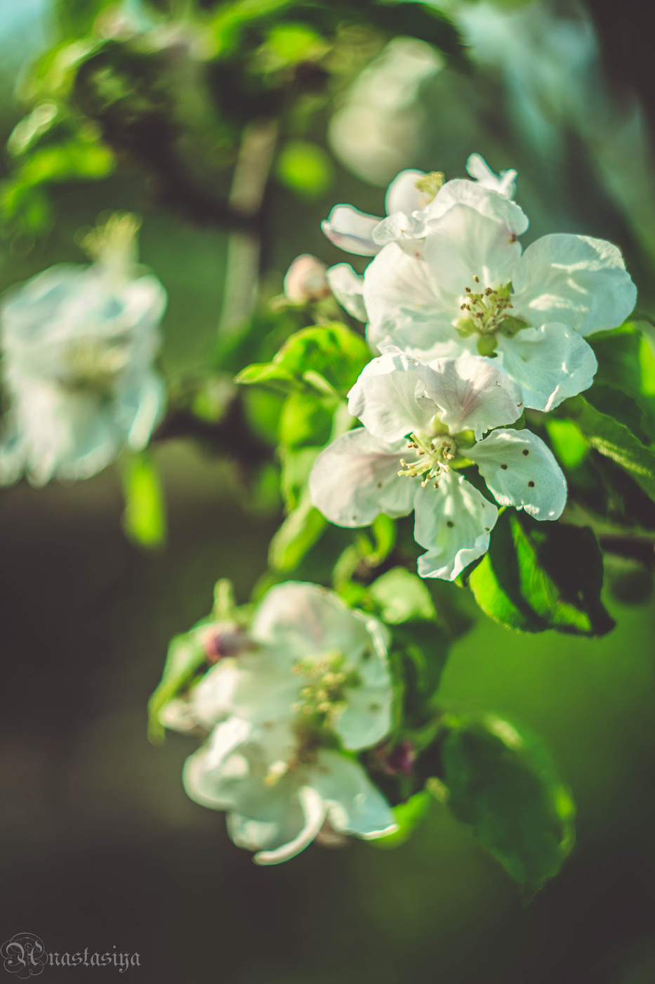 Apfelbaum in voller Blüte