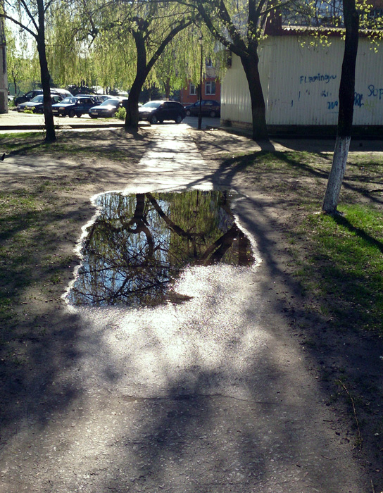 puddle-tree
