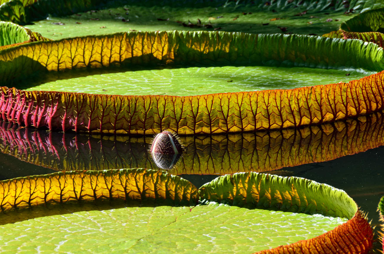 Victoria amazonica