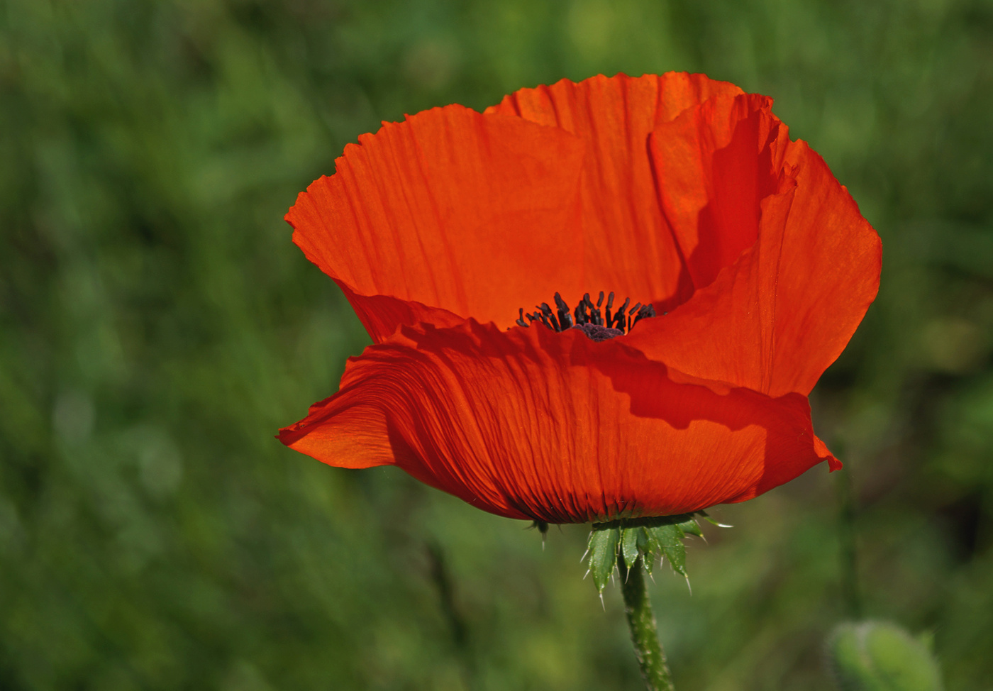 Mohn