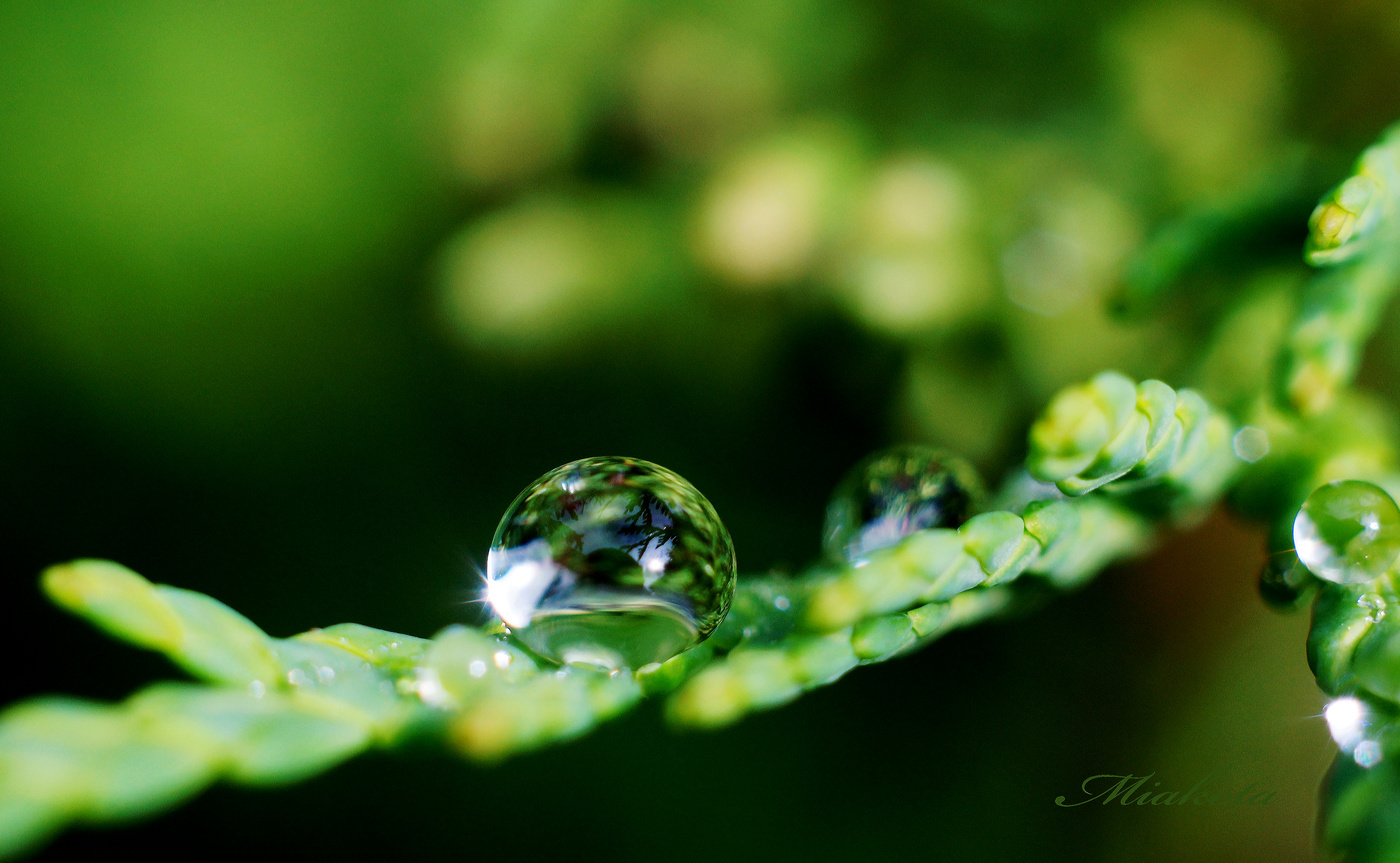 World in einem Tropfen