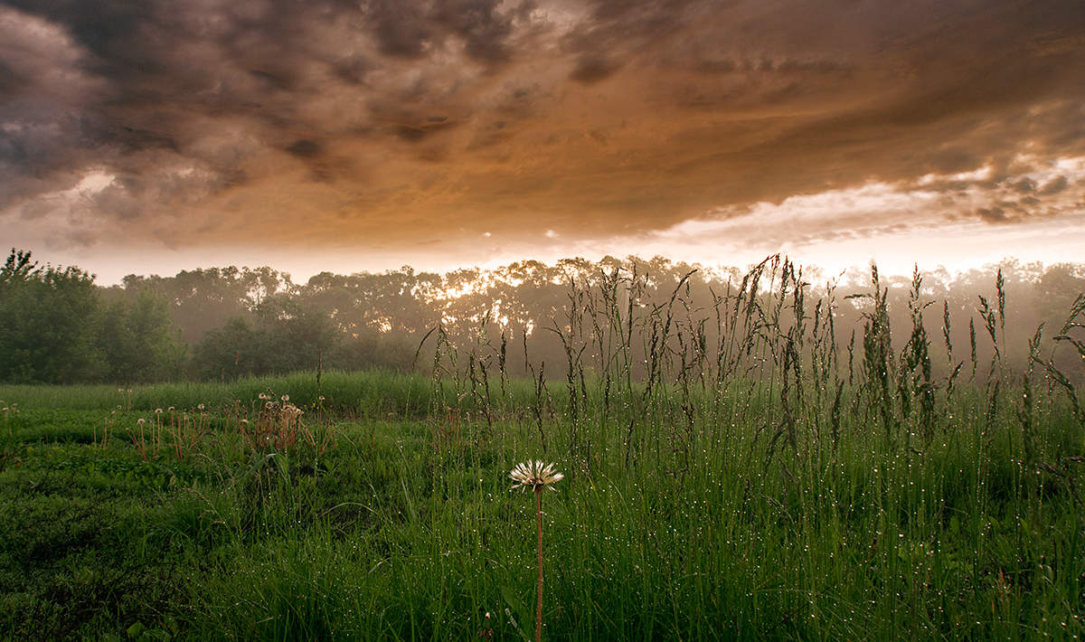 Taraxacum