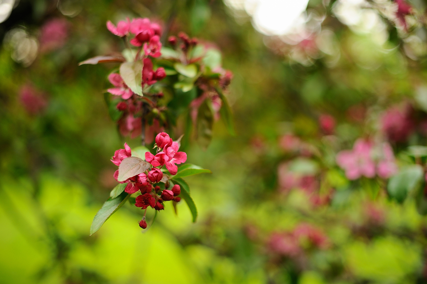 Apple Trees in Bloom