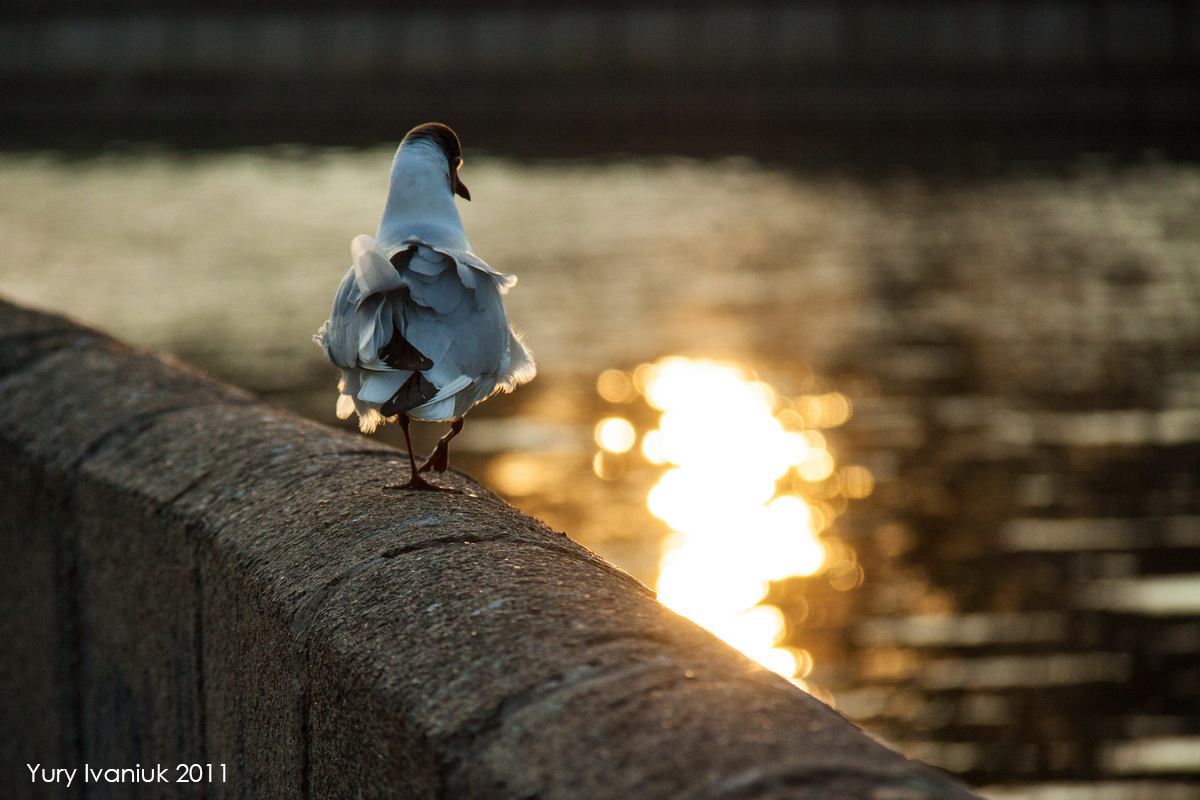 Abend Promenade