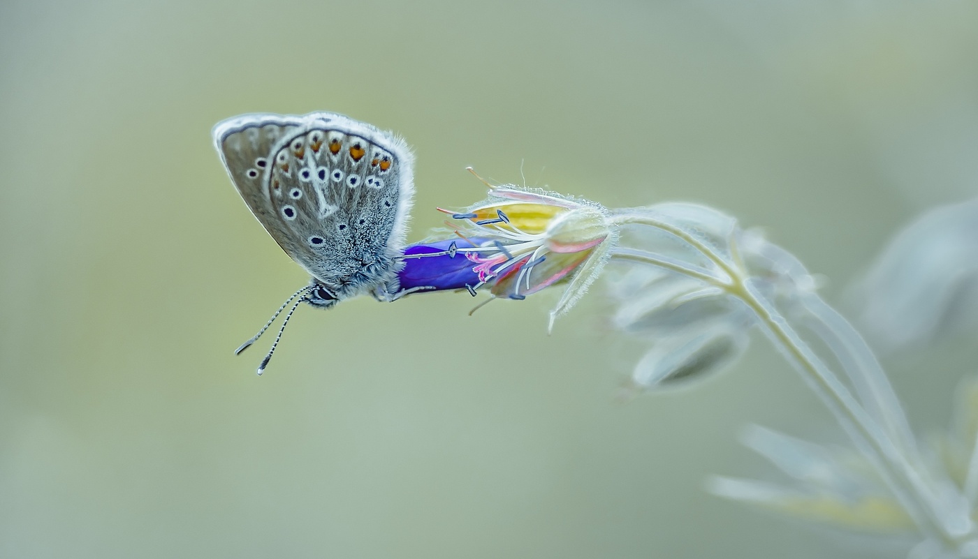 Kupfer-Schmetterling