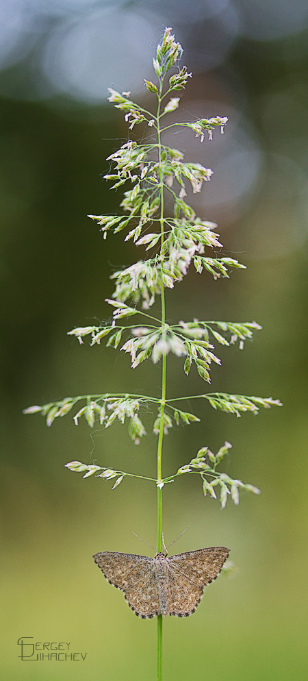 unter dem Weihnachtsbaum