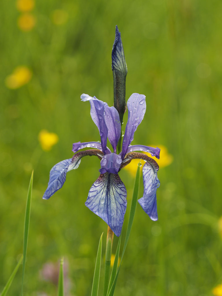 Sibirische Schwertlilie