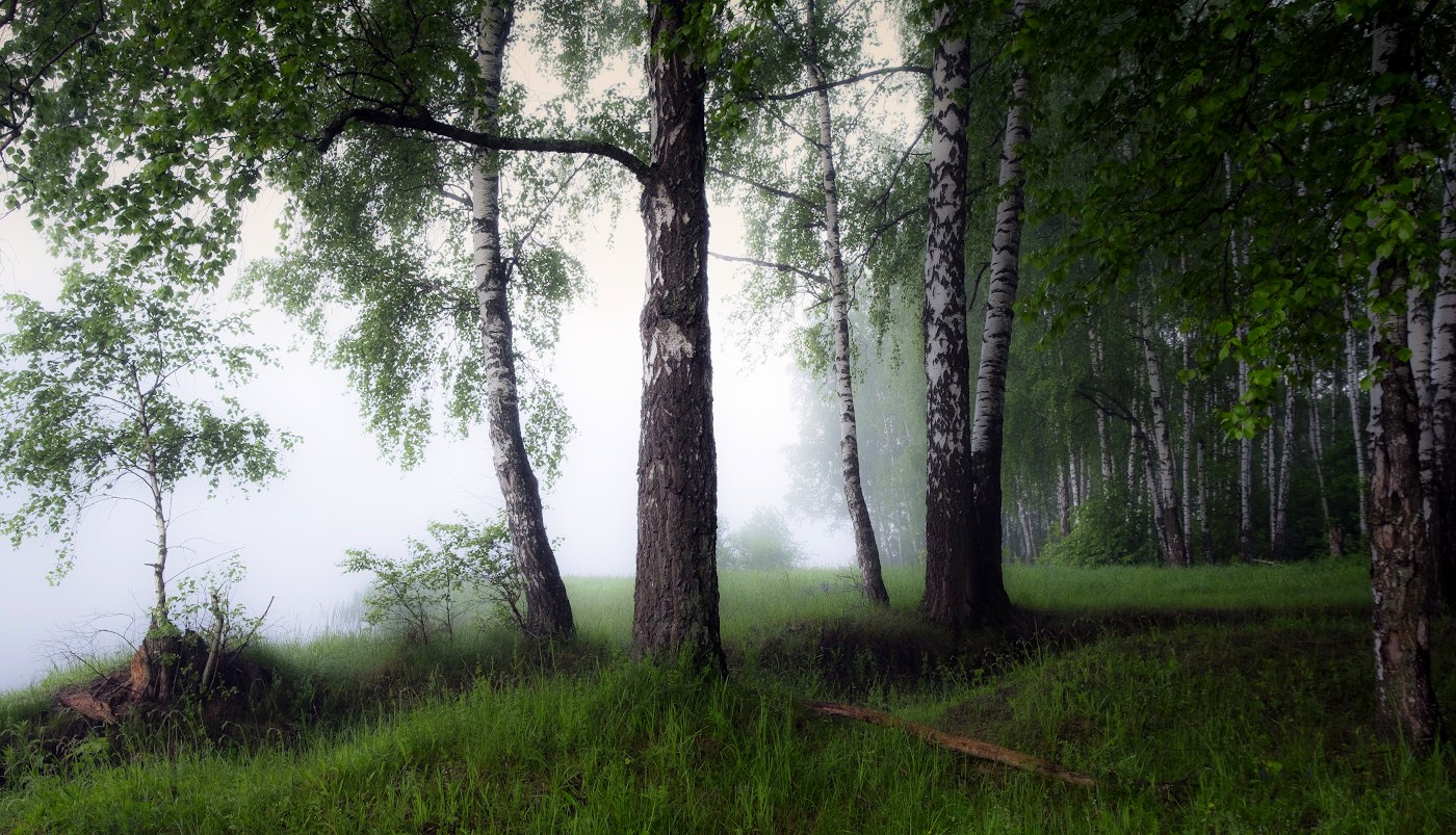 Misty forest