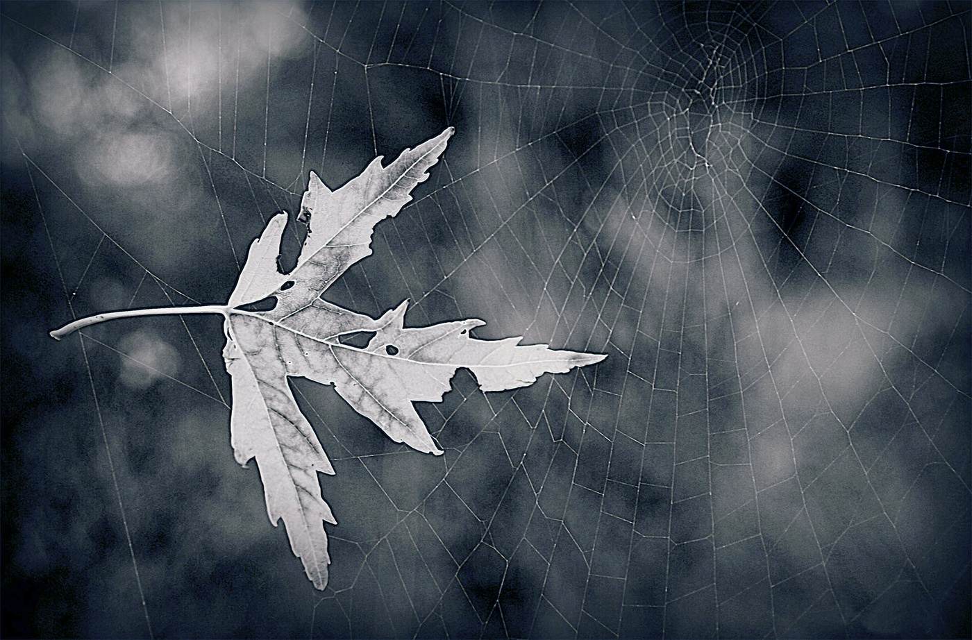 Die Zerbrechlichkeit des Lebens