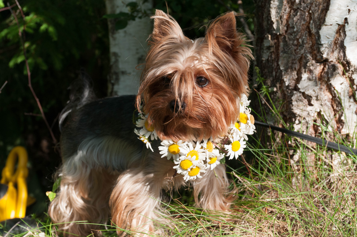 Der Sommer ist gekommen