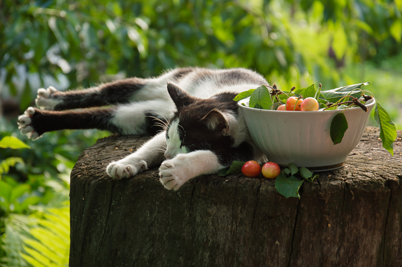 Sommerliche Langeweile