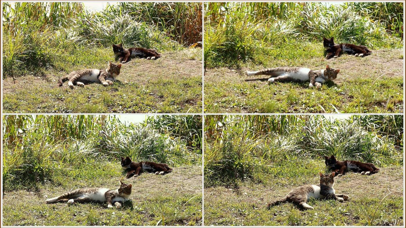 Sommerliche Langeweile