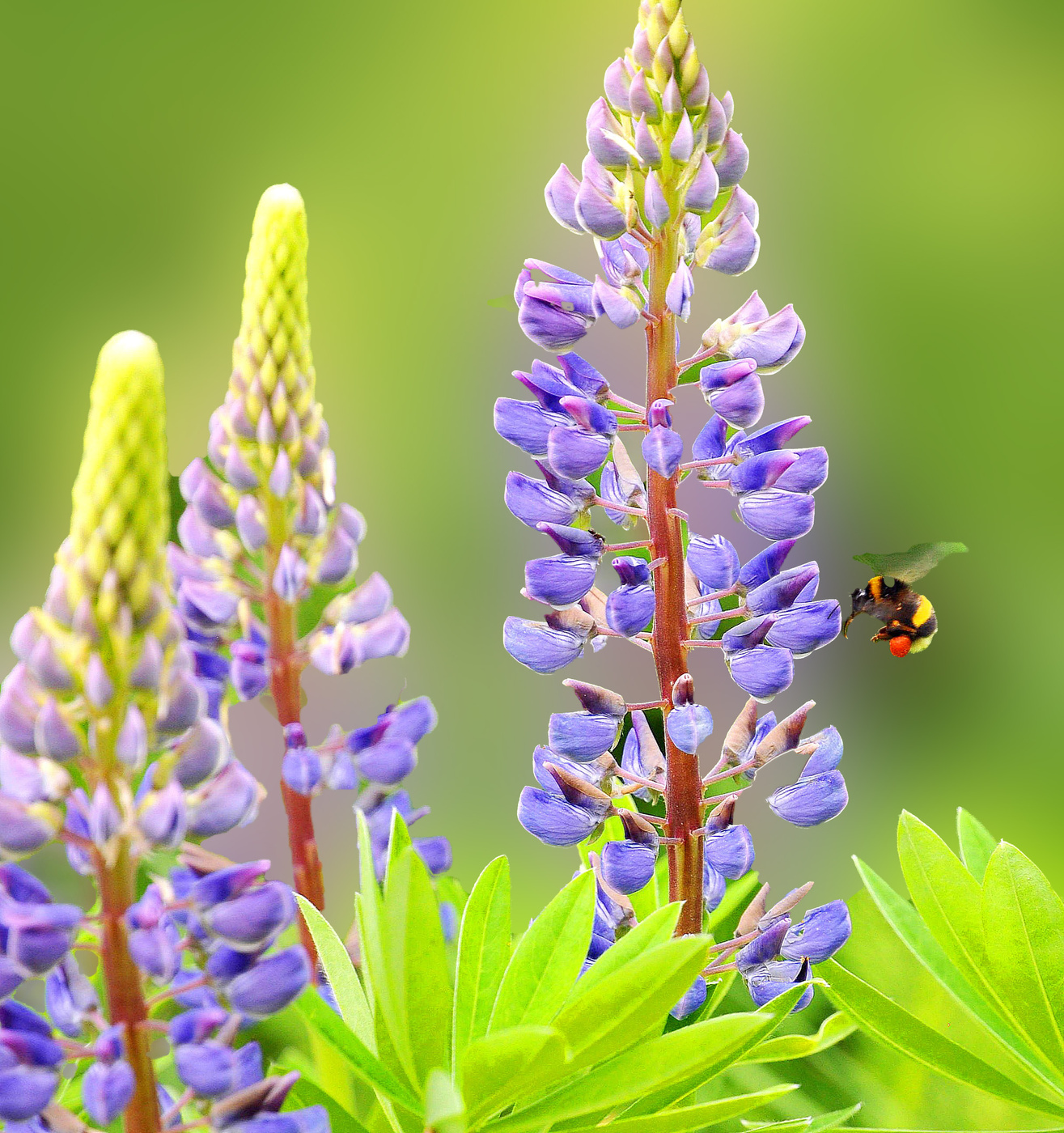 Flight of the Bumblebee