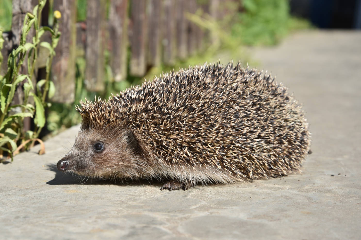 Igel