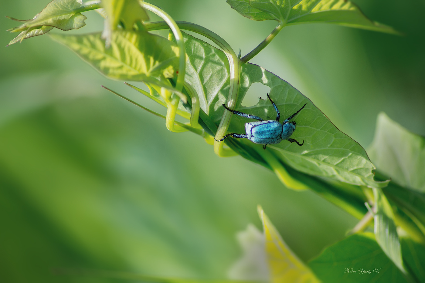 Ein Stück vom Himmel