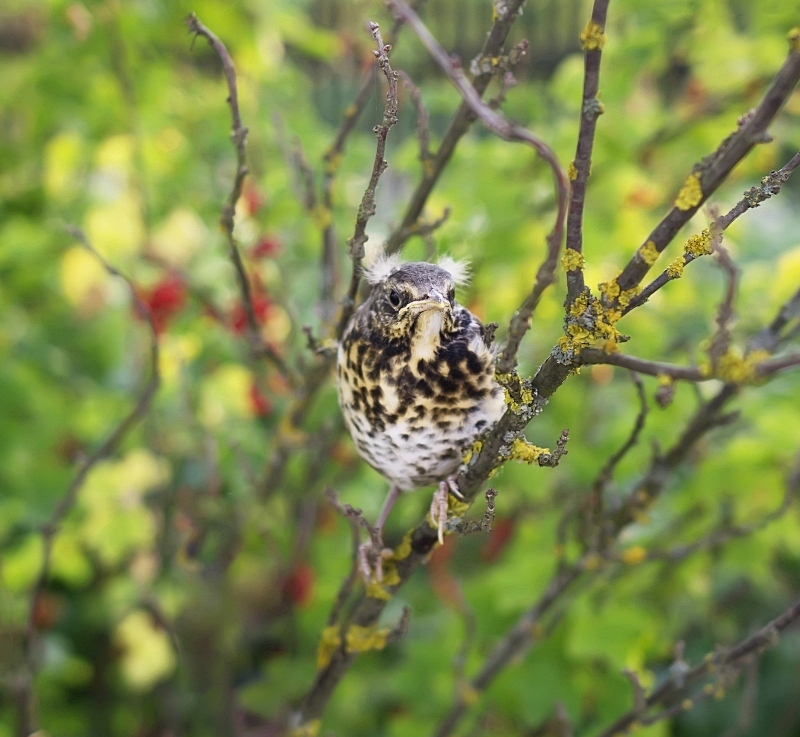 Fledgling Amsel