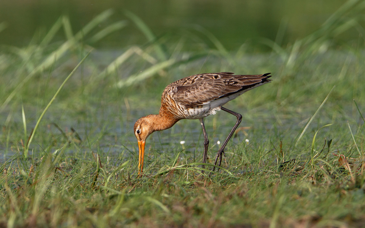 Auf der Suche nach Nahrung