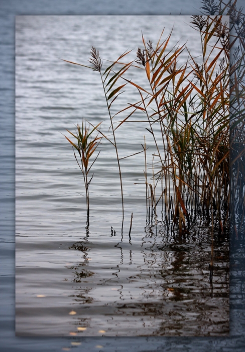 Rauschende Blätter ...