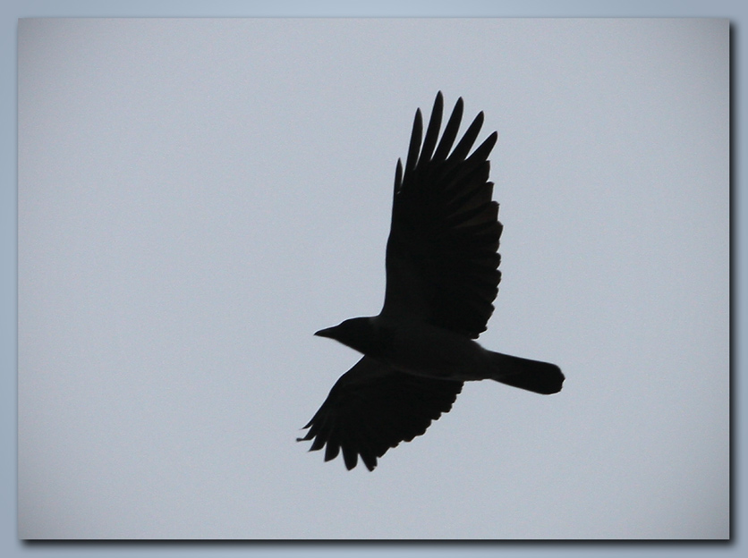 ... Dass Sie veshsya ...