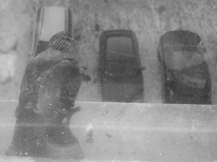 Und wer ritt bis zu uns?