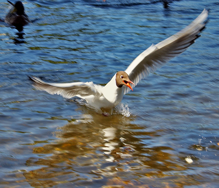 Ich komme in das Land