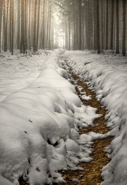 ... Raus aus dem Wald