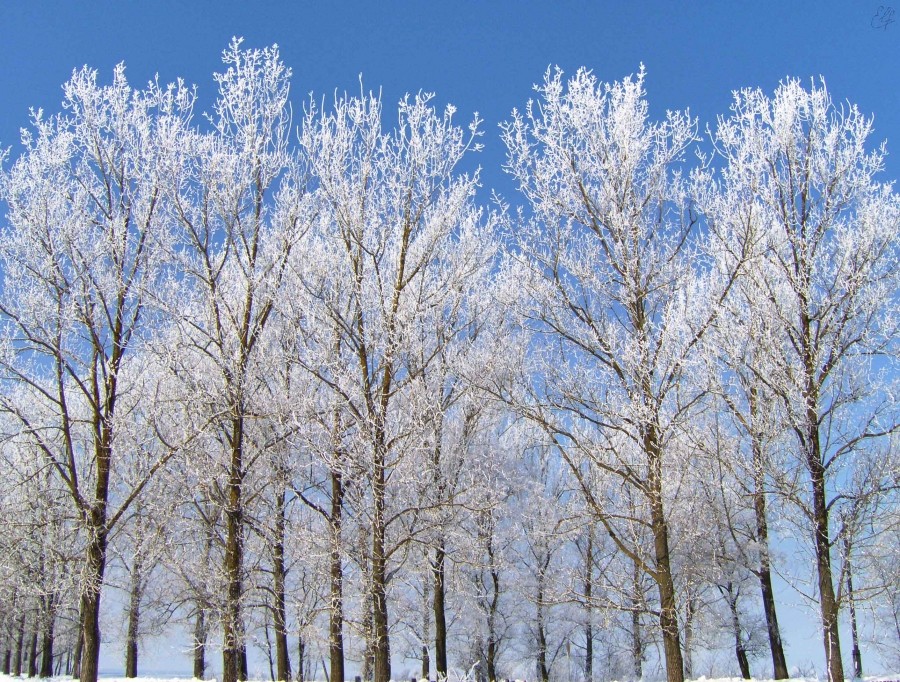 Schneebedeckte Riesen