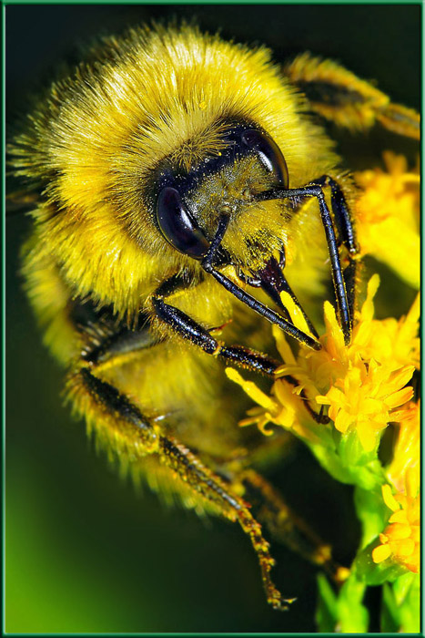 Bumblebee-Workaholic