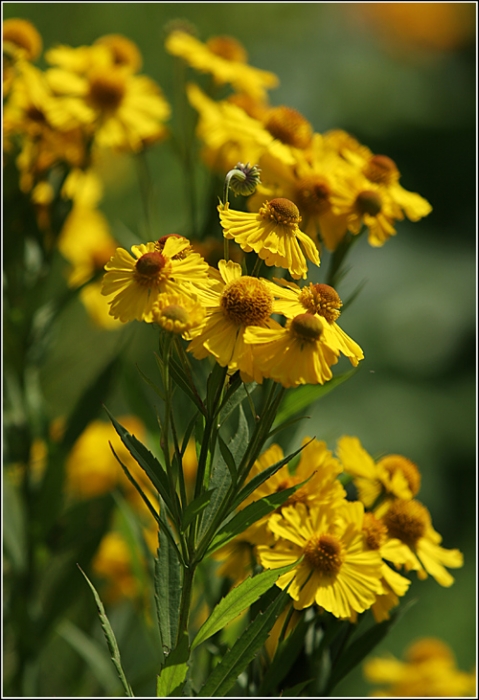 Helle Farben des Sommers.