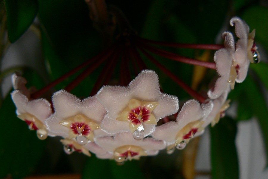 Tränen der Schönheit