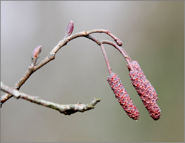 Alder Blüte.