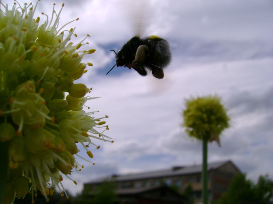 Flight of the Bumblebee