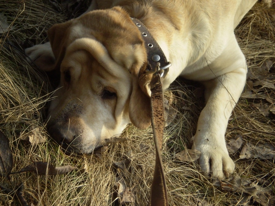 Protest: Dann bin ich nicht überall!
