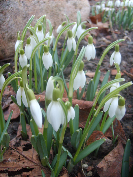 Die ersten Schneeglöckchen