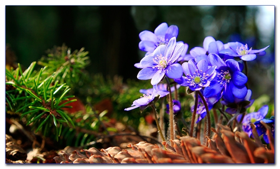 Der Frühling ist gekommen ..