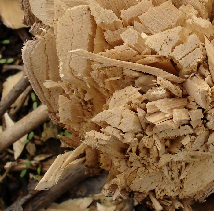 Gerüche von Zimmerei