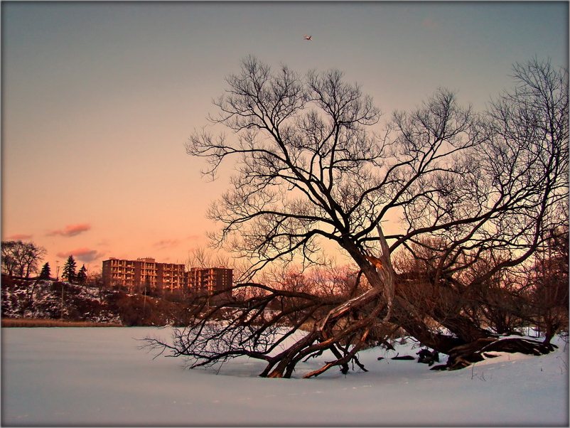 shpatsyry na Gamber. suklon