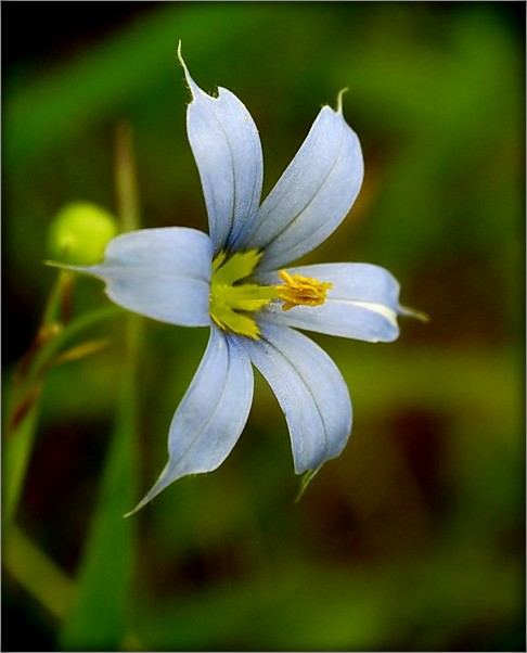 kvetsik mit pavznogtsik