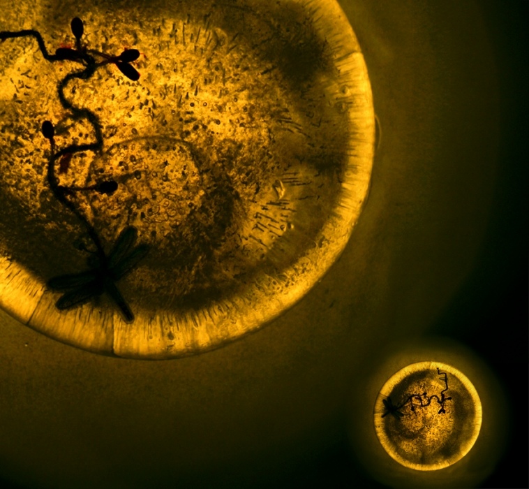 kosmische Welt des ICE 2