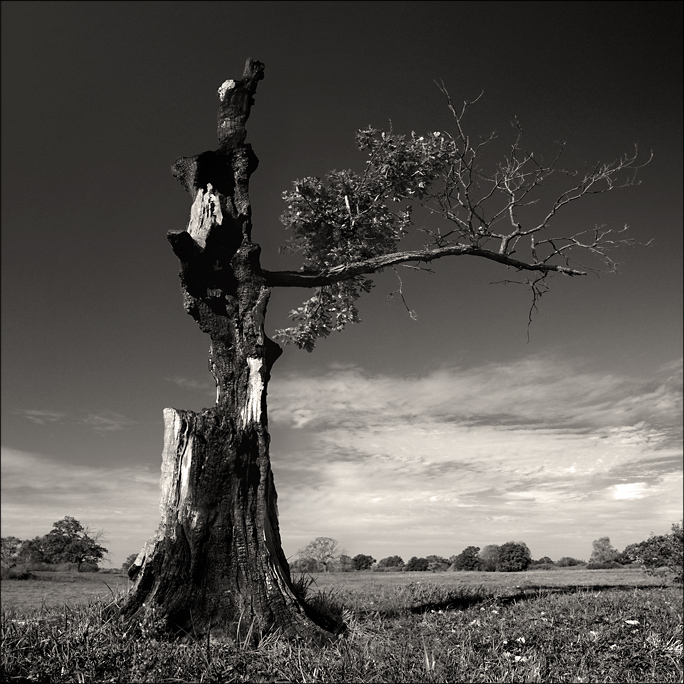 so leben wollen ... # 2