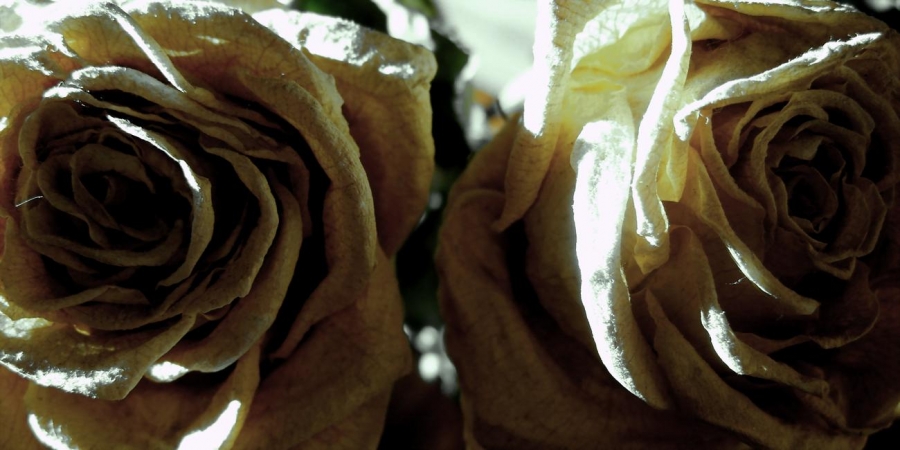 jede schöne Rosen sollten schönen Rosen sein