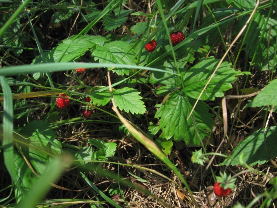 Erdbeer-zemlyanichka