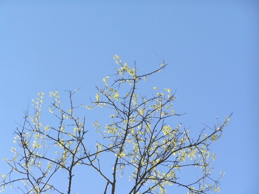 Eine weitere klare Frühling