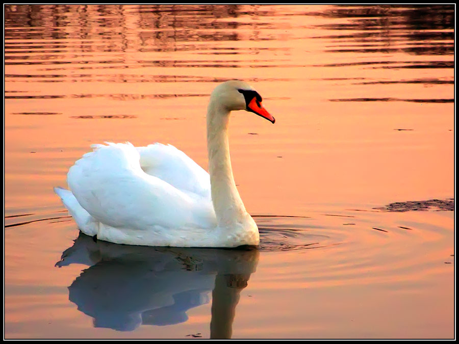 Schwan auf einem Teich ...