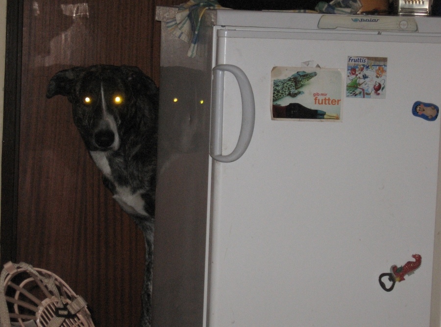 Jak sabaka navalnicy bajausia