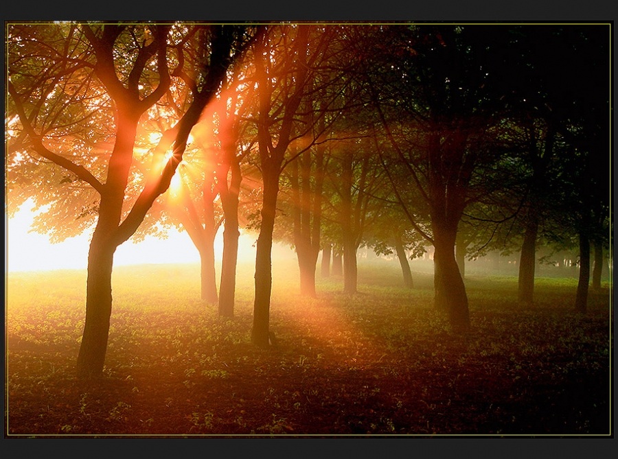 Die Lichtintensität.